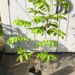 Buy Grafted Pulasan Fruit Tree Canada| Nephelium Mutabile Rambutan