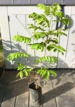 Buy Grafted Pulasan Fruit Tree Canada| Nephelium Mutabile Rambutan