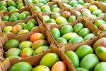 Buy 20 Pounds Tropical Mangos Fruit Box | Fresh & Juicy Mangos Delivered Canada