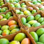 Buy 20 Pounds Tropical Mangos Fruit Box | Fresh & Juicy Mangos Delivered Canada