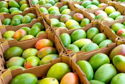 Buy 20 Pounds Tropical Mangos Fruit Box | Fresh & Juicy Mangos Delivered Canada