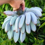 Buy Blue Java Banana Canada | Ice Cream Banana