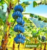 Buy Blue Java Banana Canada | Ice Cream Banana - Image 2