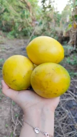 Buy Abiu Fruit in Canada | Fresh Pouteria Caimito - Image 5