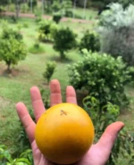 Buy Abiu Fruit in Canada | Fresh Pouteria Caimito - Image 2