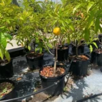 Buy Premium Grafted Abiu Tree Canada | Poutera Caimito Plant