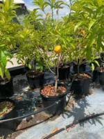Buy Premium Grafted Abiu Tree Canada | Poutera Caimito Plant