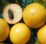 Buy Abiu Fruit in Canada | Fresh Pouteria Caimito