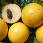 Buy Abiu Fruit in Canada | Fresh Pouteria Caimito