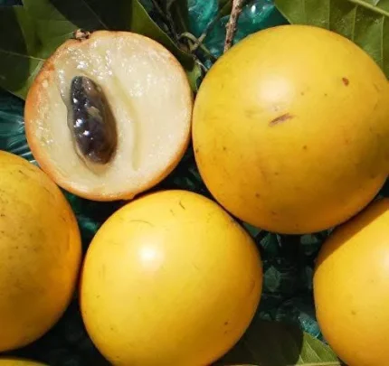Buy Abiu Fruit in Canada | Fresh Pouteria Caimito