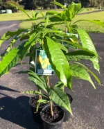 Buy Premium Grafted Abiu Tree Canada | Poutera Caimito Plant - Image 5