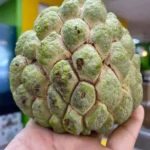 Buy Atis Sugar Apple Fruit Box Canada | Fresh Atis