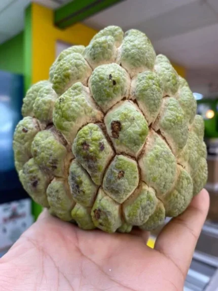 Buy Atis Sugar Apple Fruit Box Canada | Fresh Atis