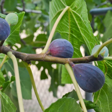 Buy Black Mission Figs in Canada | Fresh Sweet Figs