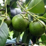 Buy Black Sapote in Canada | Fresh Chocolate Pudding Fruit