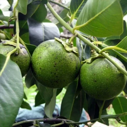 Buy Black Sapote in Canada | Fresh Chocolate Pudding Fruit