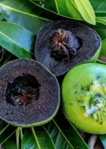 Buy Black Sapote in Canada | Fresh Chocolate Pudding Fruit - Image 2