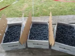 Buy Fresh Blueberry Fruit Box in Canada | Sweet Premium Berries - Image 4