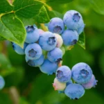 Buy Fresh Blueberry Fruit Box in Canada | Sweet Premium Berries