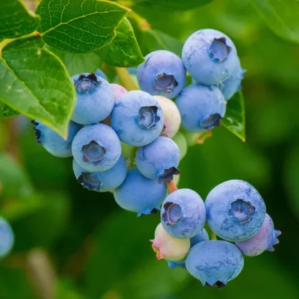 Buy Fresh Blueberry Fruit Box in Canada | Sweet Premium Berries
