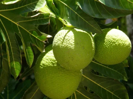 Buy Breadfruit Canada – Fresh Caribbean Breadfruit