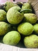 Buy Breadfruit Canada |Fresh Caribbean Breadfruit - Image 3