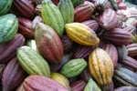 Buy Cacao Fruit in Canada | Fresh Cacao Pods - Image 3