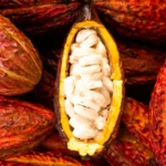 Buy Cacao Fruit in Canada | Fresh Cacao Pods - Image 4