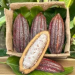 Buy Cacao Gift Fruit Box | Fresh Cocoa Beans Pods