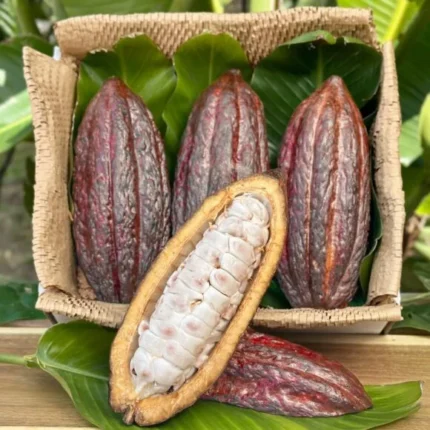 Buy Cacao Gift Fruit Box | Fresh Cocoa Beans Pods