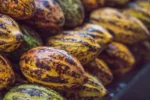 Buy Cacao Gift Fruit Box Canada | Fresh Cocoa Beans Pods - Image 4