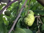 Buy Cherimoya Fruit Canada | Fresh Custard Apple