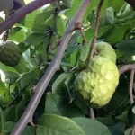 Buy Cherimoya Fruit Canada | Fresh Custard Apple