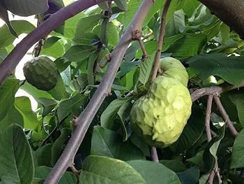 Buy Cherimoya Fruit Canada | Fresh Custard Apple