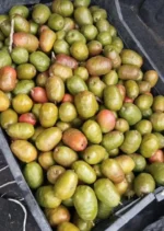 Buy Ciruela Fruit in Canada | Fresh Mexican Plum - Image 3