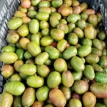 Buy Ciruela Fruit in Canada | Fresh Mexican Plum