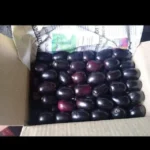 Buy Duhat Fruit in Canada | Fresh Java Plum - Image 2