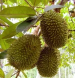 Buy Fresh Durian Fruit Box in Canada | Premium Monthong