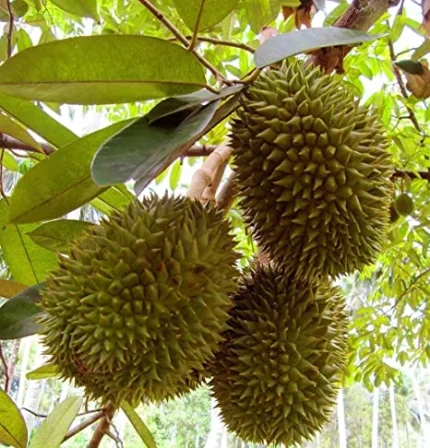 Buy Fresh Durian Fruit Box in Canada | Premium Monthong