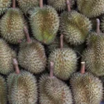 Buy Durian Special Pack in Canada | Fresh Premium Durian