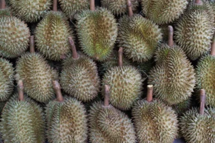 Buy Durian Special Pack in Canada | Fresh Premium Durian