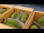 Buy Durian Special Pack in Canada | Fresh Premium Durian - Image 3
