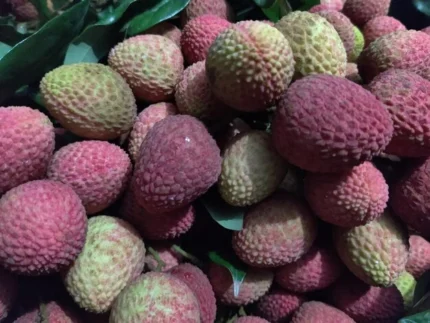 Buy Feizhixiao Lychee in Canada | Premium Sweet Lychee