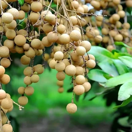 Buy Fresh Longan in Canada | Sweet Tropical Longan Fruit