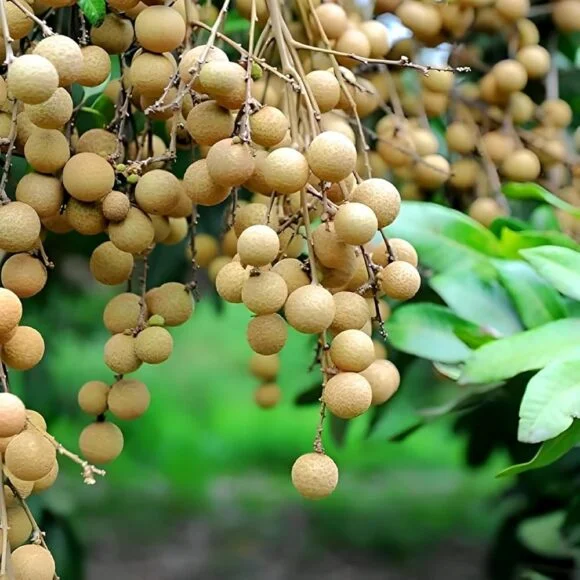 Fresh-Longan-Tropical-Fruit-Boxs-580x580 Buy Fresh Longan in Canada | Sweet Tropical Longan Fruit