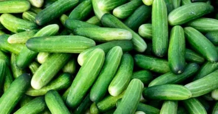 Fresh Mini Cucumbers Fruit