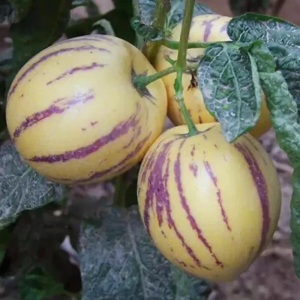 Buy Pepino Melon in Canada | Sweet Exotic Pepino Fruit