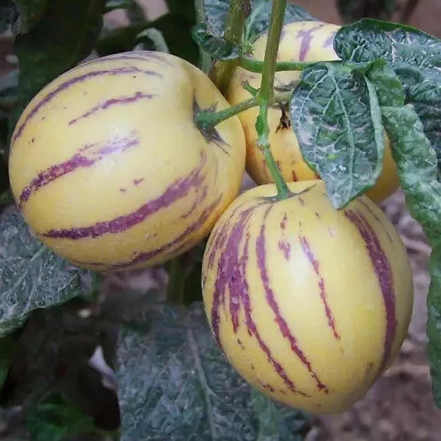 Fresh-Pepino-Melons-Fruit Buy Pepino Melon in Canada | Sweet Exotic Pepino Fruit