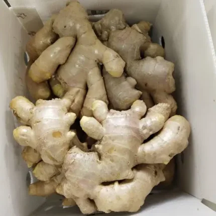 Buy Fresh Tropical Ginger in Canada | Aromatic Premium Roots
