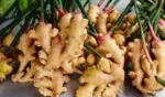 Ginger Seeds Pack Canada |Grow Fresh Ginger at Home - Image 2